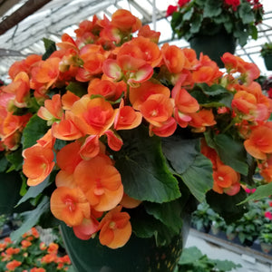 10" Reiger Begonia Hanging Basket