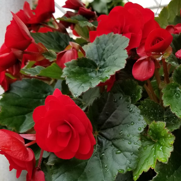 4" Annual - Reiger Begonia